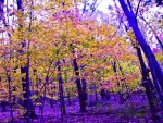 PURPLE FOREST