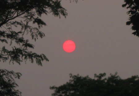 Red Sun Setting - sky, sunset, trees, sun