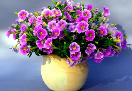 PRETTY PETUNIA - petunia, flowers, blossoms, vase