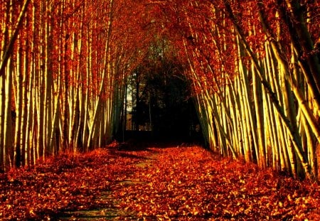 AUTUMN SYMPHONY - tunnel, path, forest, autumn