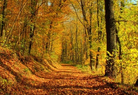 autumn - dry, tree, leaves, autumn