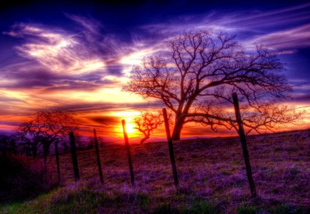 SUNSET COLORS - fence, sunset, tree, sky