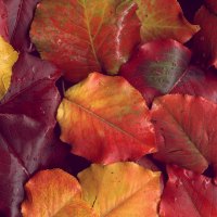 Colorful Autumn Leaves