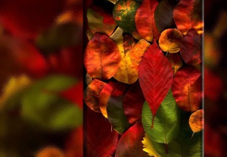 Colour, leaves - leaves, picture, colour, box