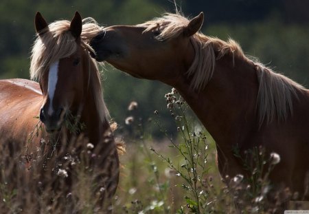 Kisses - horses, meadow, kiss, animals