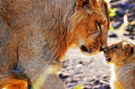 ♥dad and son♥ - gorgeus, lions, nature, animals