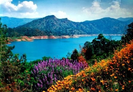 Pine mountain - California - nice, sky, california, slope, freshness, riverbank, pine, field, meadow, view, pretty, america, river, clouds, grass, harmony, fresh, lake, mountain, summer, shore, lovely, nature, blue, beautiful, delight, flowers, colors