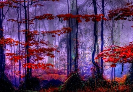 FOREST MIST - forest, mist, colors, autumn