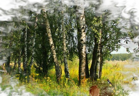 Season of Changes - bird, trees, winter, aspen, log, snow, change, fall, birch, season, autumn, time