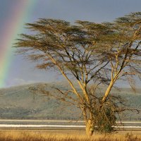 tree with rainbow background