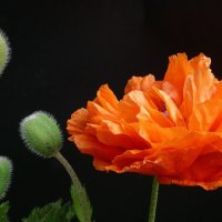 *** Red flowerv poppy ***