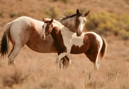 Horses - horses, grass, meadow, the, meeting