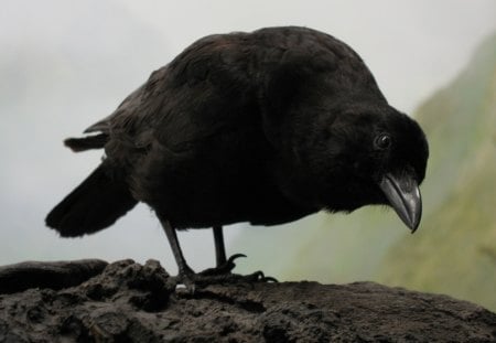 Crow - bird, fog, rock, landscape, black, black bird, carrion crow, nature, crow, mist