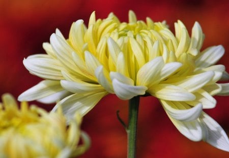 Awakening - chrysanthemums, flowers, yellow, blooming