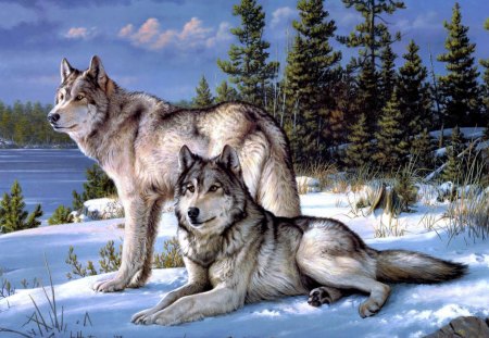 pair of wolves in the snow - pair, wolves, animals, snow