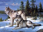 pair of wolves in the snow