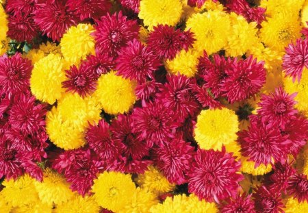 Beautiful Blossoms - chrysanthemums, flowers, colorful, lovely