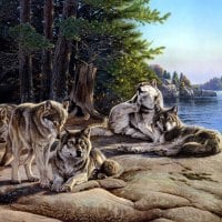 wolves resting on the bank of the river