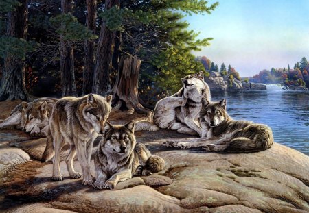 wolves resting on the bank of the river - river, resting, bank, wolves