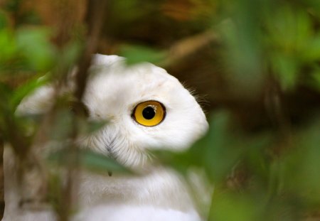 Owl - branch, eyes, bird, white, nature, twig, leaves, owl, tree, watching