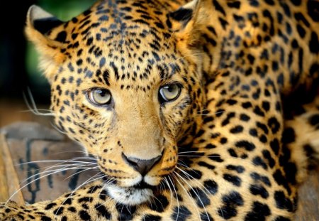 *** Leopard *** - head, leopard, eyes, spots, wild, animals