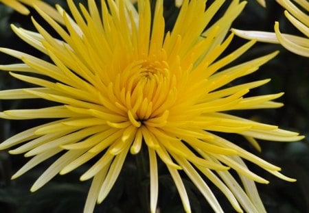 Brace The Day - chrysanthemum, flower, yellow, nature