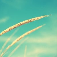 Wheat and blue Sky