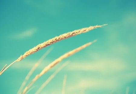 Wheat and blue Sky - nature, sky, wheat, clouds, blue, field, heaven