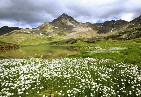 alpine lake with white flowers - flowers, with, white, alpine, lake