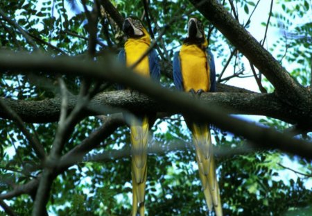 The Real Macaws - jungle, color, birds, trees