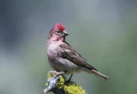 Pretty Bird - bird, animal, tree, outside