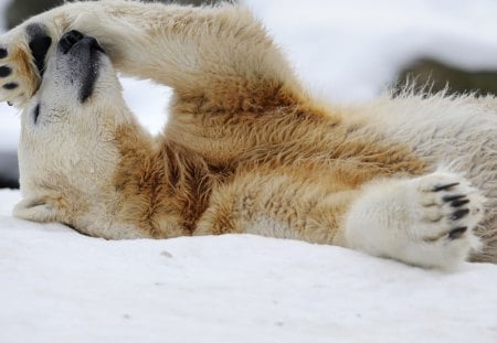 Polar Bear - paw, polar, bear, snow