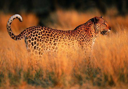 Cheetah - represented, cheetah, hunting, grass