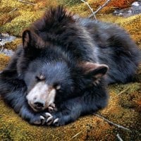 Sleeping Bear