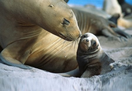 Seals - seals, mother, love, snow