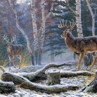 Deer in the cloud forest