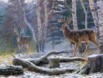 Deer in the cloud forest