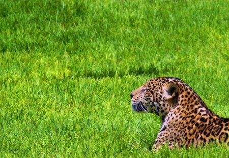 Leopard - relax, grass, a leopard, was