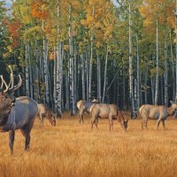 deer in the field of spring