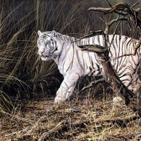 white tiger in the forest