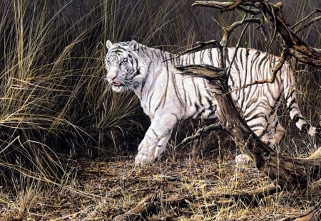 white tiger in the forest - white, forest, tiger, cats