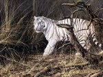 white tiger in the forest