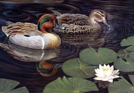 pair of ducks swimming in the lake - lake, pair, ducks, swimming