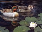 pair of ducks swimming in the lake