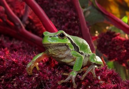 *** Green Frog *** - amphibians, red, frogs, frog, green, twigs