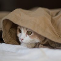 *** Tucked in his pants kitty ***