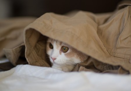 *** Tucked in his pants kitty *** - cats, cat, tucked, pants, animals, kitty