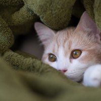 *** Kitty in towel ***
