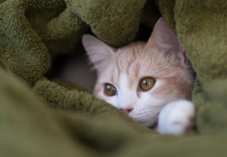 *** Kitty in towel *** - cats, kitty, animals, towel, cat, green