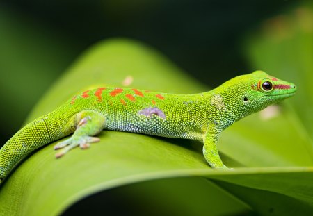 *** Green Lizard *** - lizard, reptiles, animals, green